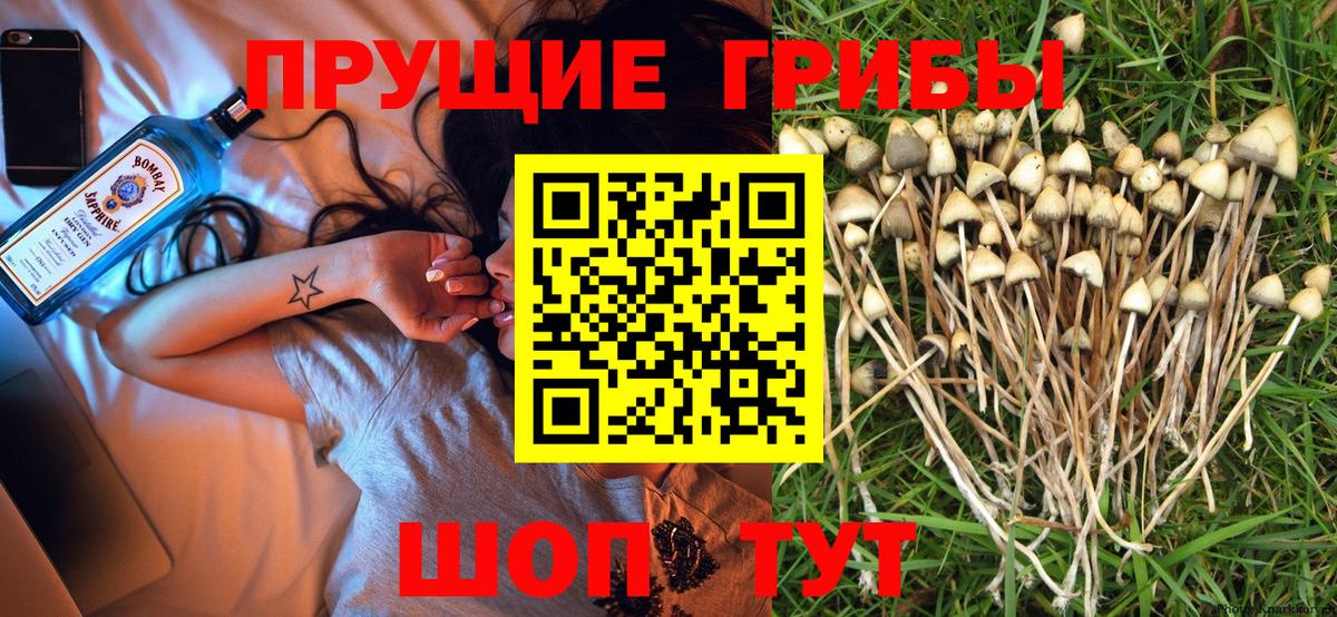 Псилоцибиновые грибы GOLDEN TEACHER  Галлюциногенные грибы Psilocybine cubensis  Вход с VPN  Волхов 